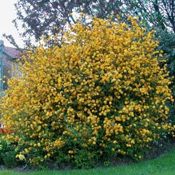 Kerria japonica